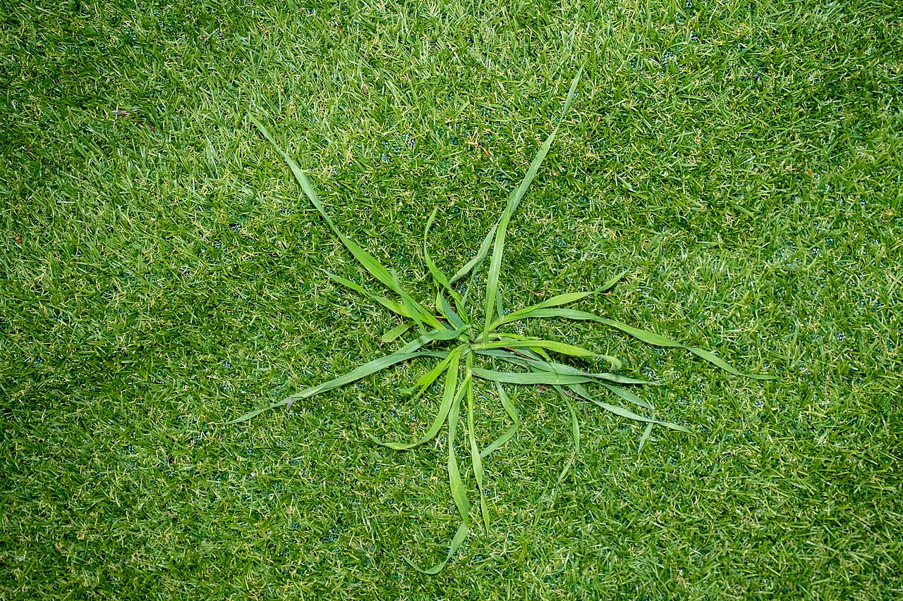 Real grass growing up through artificial grass