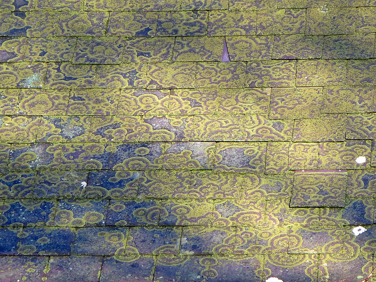 An old slate roof with lichen growing on the slates at Monington Church